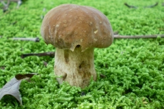 Mushroom 00063